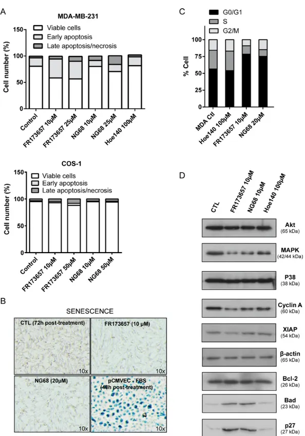 Figure 6: CP-B2RAs induce apoptotic death and cell cycle arrest of MDA-MB-231 cells.  (A) Effects of B2RAs on apoptosis  induction were investigated by Annexin V-FITC/ propidium iodide (PI) double staining followed by flow cytometry