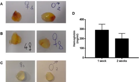 Figure 6. Representative images of the subcutaneous Bioexpander ®  plugs recovered at different times