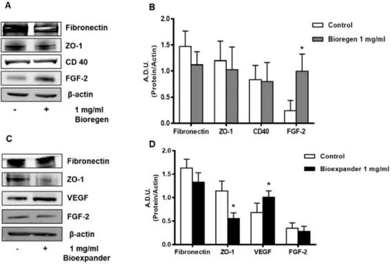 Figure 3. Analysis of the angiogenesis and inflammatory markers following HA exposure of skin  fibroblasts