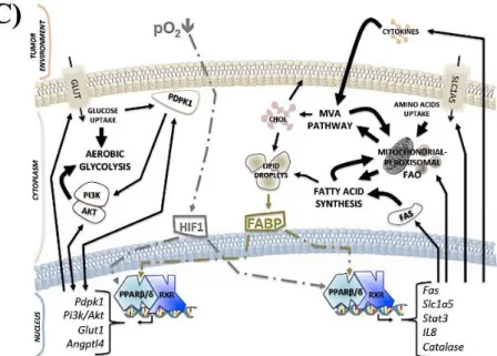 Figure 1. Schematic representation of PPARs-dependent oncogenic metabolic pathways highlighted  in this review