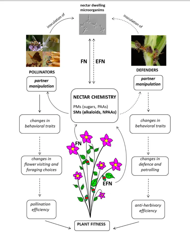 FIGURE 2 | Diagram of nectar-mediated manipulation of pollinators and tending ants. Full lines indicate processes/interactions sustained by scientific evidence; hatched lines indicate processes/interactions for which scientific evidence is not yet availabl