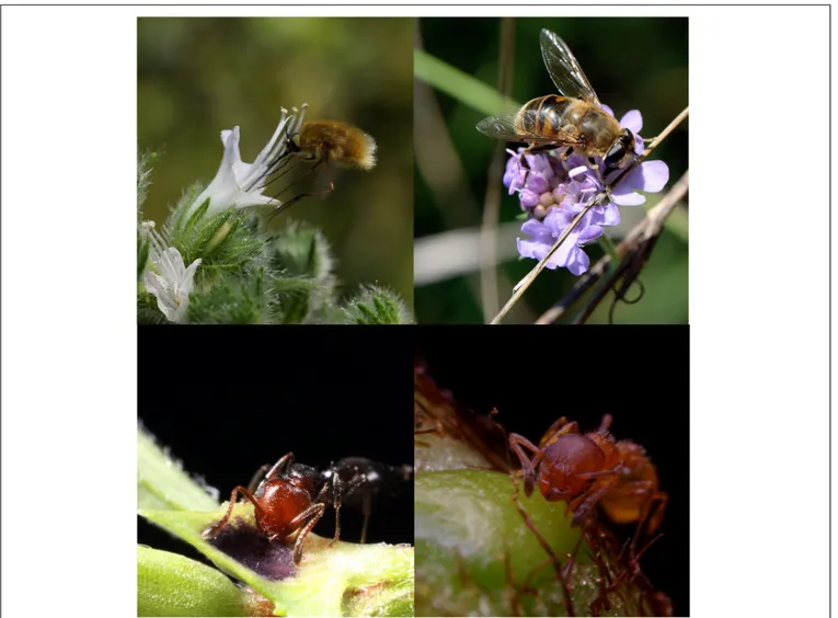 FIGURE 1 | Arthropods feeding on floral nectar (FN) (top) and extra-floral nectar (EFN) (bottom)