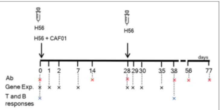 FigUre 1 | Study design and samples collection. C57BL/6 mice were  subcutaneously primed with H56 antigen alone or combined with CAF01,  and boosted at day 28 with H56