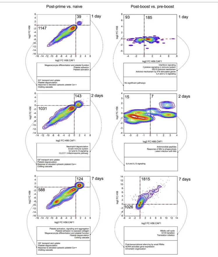 FigUre 3 | Comparisons of gene expression changes elicited by H56 and H56  + CAF01 vaccine formulations