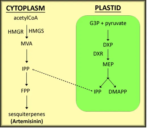 Figure 1. Diagram showing the biosynthesis of artemisinin via the mevalonate pathway in plant cells