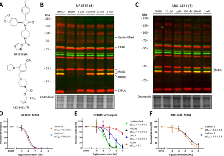 Figure 4. Oﬀ-target proﬁling of β-lactam based MAGL inhibitor (6) and clinical candidate ABX-1431 in mouse brain membrane proteome