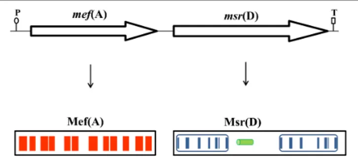 FIGURE 1 | The mef(A)–msr(D) operon is 3290-bp-long and includes a single promoter sequence (P) and a terminator sequence (T)