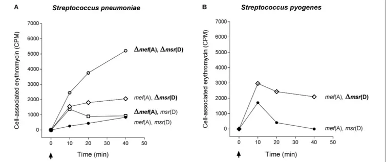FIGURE 3 | Efflux assay in S. pneumoniae (A) and S. pyogenes (B) isogenic mutant strains