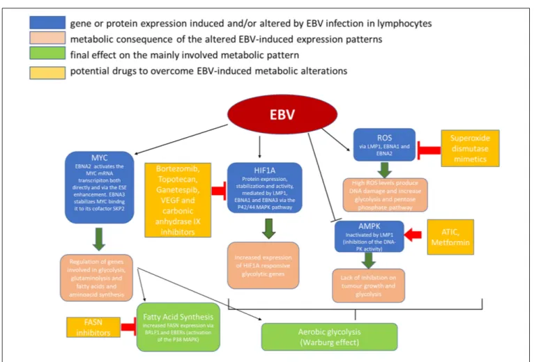 FIGURE 2 | Metabolic alterations induced in cancer cells by EBV infection and possible therapeutic targets.