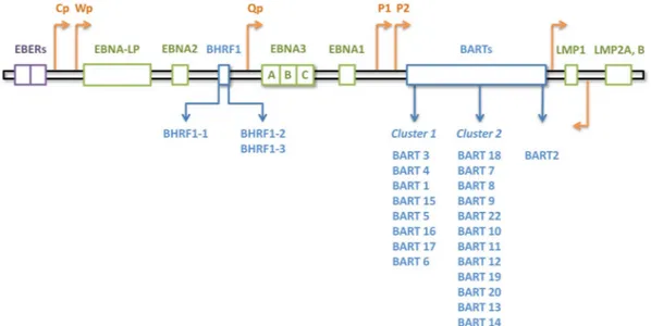 Figure 1. The structure of the EBV genome encoding latent products. Orange arrows indicate promoters