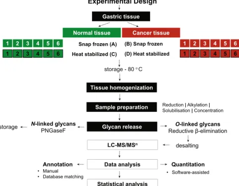 Figure 2.  Overview of the workflow for O-glycan analysis from gastric tissue samples using LC-MS/MS