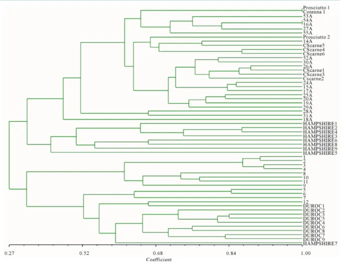 Figure  3.  Dendrogram of  genetic similarity.  The hams  analyzed  (Prosciutto 1 and Prosciutto 2) show a genotypic profile  corresponding to the CS breed detaching from other pig breeds listed in  Table 1 