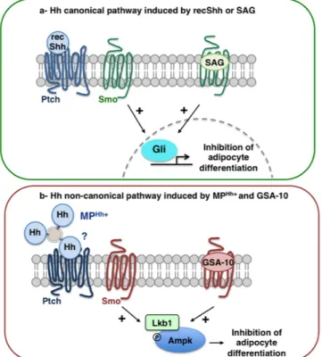 Figure 6.  Proposed models of Hh signalling pathways used by recShh and SAG or MP Hh+  and GSA-10, 