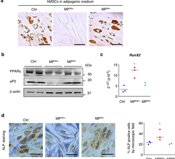 Figure 2.  MP Hh+  induce a pro-osteogenic program in human MSCs. (a) MP Hh+  inhibit adipocyte 