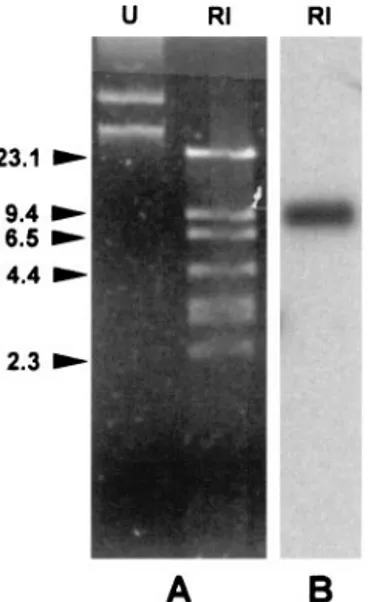 FIG. 1. (A) Agarose gel electrophoresis of a plasmid DNA prepa- prepa-ration from P. putida VA-758/00, either undigested (lane U) or  di-gested with EcoRI (lane RI)
