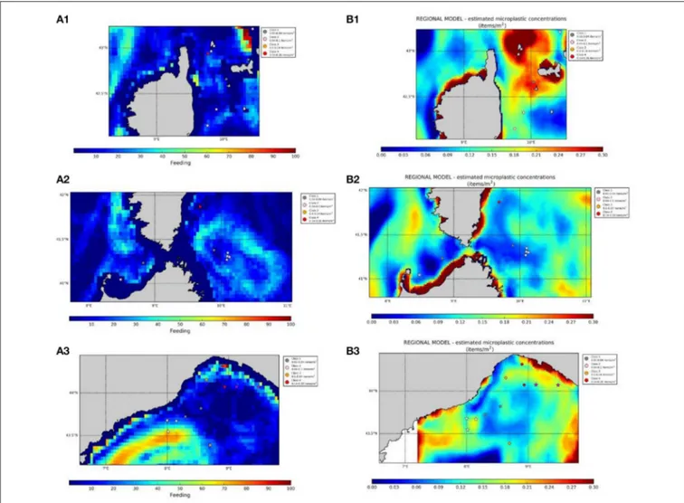 FIGURE 9 | Fin whale habitat maps (Feeding Habitat Occurrence) (A1–A3) and simulated distribution of microplastics (items/m2) (B1–B3) in north-western Mediterranean Sea