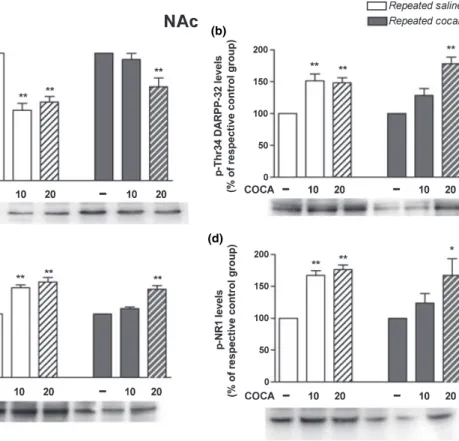 Fig. 4 Levels of phospho-Thr75 and phospho-Thr34 DARPP-32, phospho-GluR 1 , and phospho-NR 1 in the NAc of control (repeated