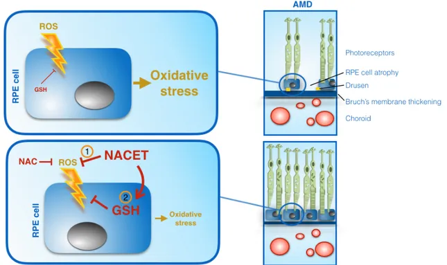 Figure 6. Schematic view of the mechanisms of NAC and NACET on promoting RPE cells’ resistance to oxidative stress