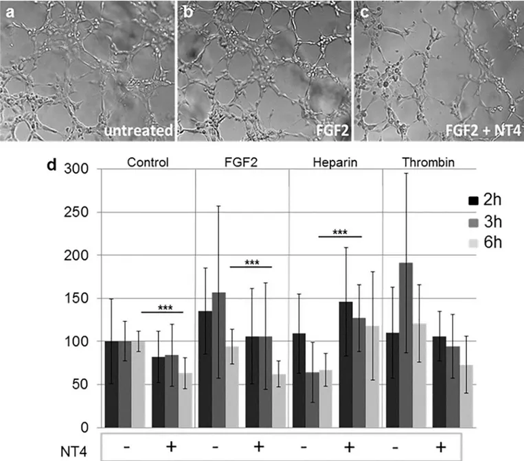 Fig 3. Effect of NT4 on HUVEC tube formation; a, b, c) representative images of tubes after 3 h of incubation at 37˚C in the presence of FGF2 and NT4; d) variation in number of branching nodes with respect to untreated cells after 2, 3 and 6 h