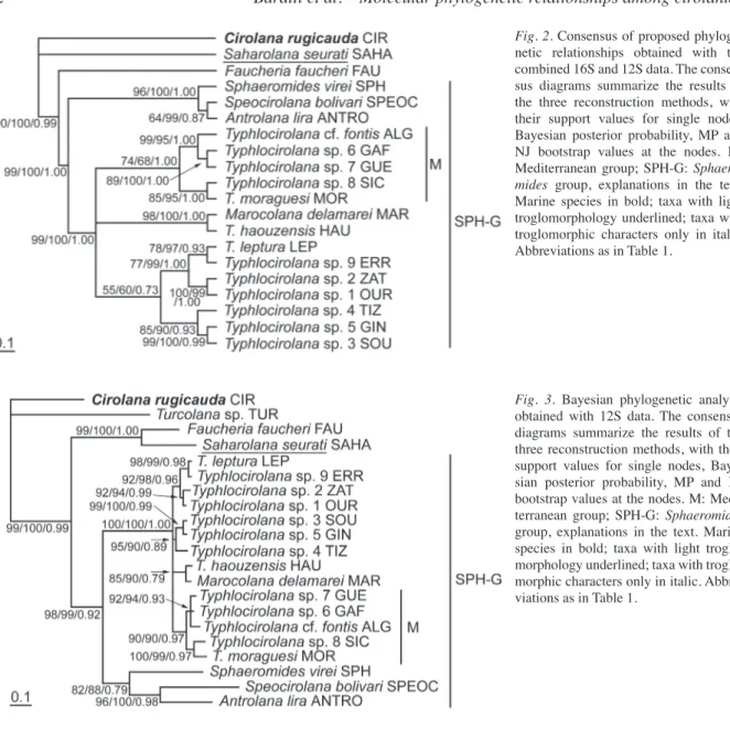 Fig. 2. Consensus of proposed phyloge-