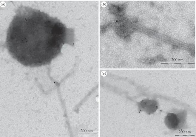 Figure 3. Immunogold labelling of MT-bound compartments. (a – c) Anti-SYP21 antibody labels organelles bound to taxol-stabilized MTs