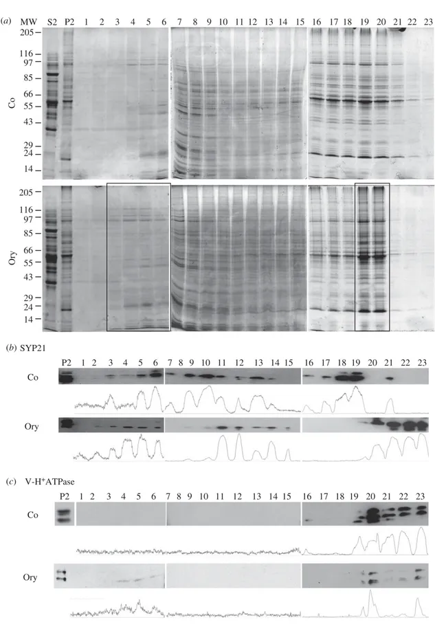 Figure 6. MT depolymerization by oryzalin affects migration of SYP21-positive compartments in sub-fractionation experiments
