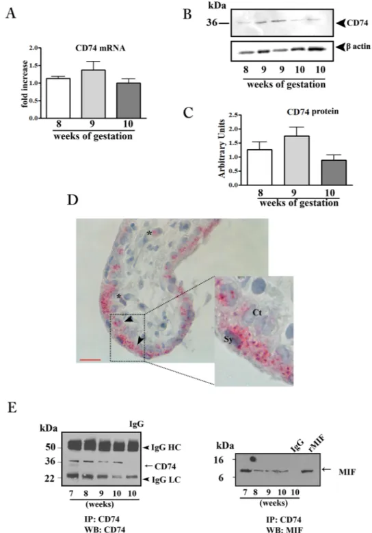 Figure 1.  CD74 expression in first trimester placental tissues and interaction with MIF