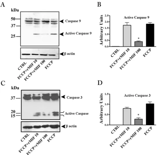 Figure 3.  rMIF protects placental explants from FCCP-induced apoptosis. Representative western blots for 
