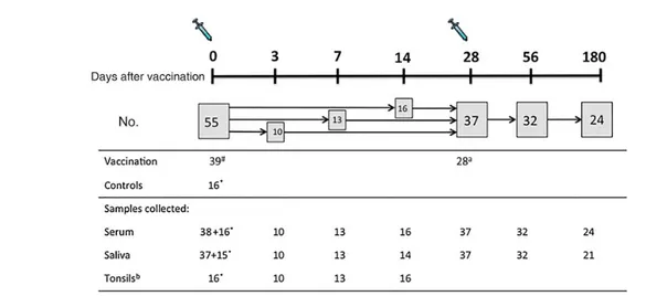 Figure 1. Study design and sample collection. Children scheduled for tonsillectomy were recruited from outpatients at the ear, nose, and throat clinic at Haukeland Uni- Uni-versity Hospital during the influenza season of October 2012 –February 2013