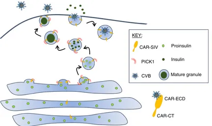 Fig. 7 CAR-SIV in beta cells. Our data demonstrate that CAR-SIV is present at high concentrations on the insulin granule and is closely  asso-ciated with the cytoplasmic protein PICK1