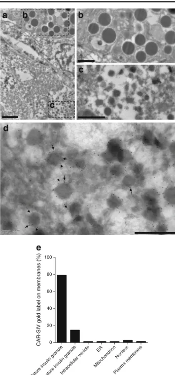 Fig. 5 Cryoimmune electron microscopy. Immunogold labelling of CAR-SIV (10 nm gold particles) and ZnT8 (5 nm gold particles) in thin frozen sections of human pancreas tissue
