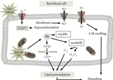 Figure 3: Schematic representation of oxidative red blood cell injury.