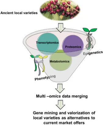 Figure 1. Multi-pronged approach on ancient local varieties. The sweet cherry variety Morellona is 