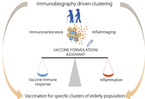 Fig. 3. Development of vaccine formulations adapted to the immune system of the elderly