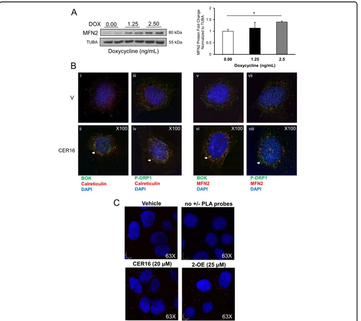Fig. 7 Ceramide triggers BOK association with p-DRP1 and MFN2 and VDAC1 to IP3R at the mitochondria-associated ER membranes