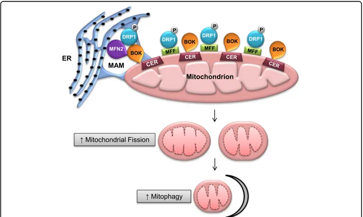 Fig. 9 Putative model of the mechanisms underlying increased mitochondrial ﬁssion in PE