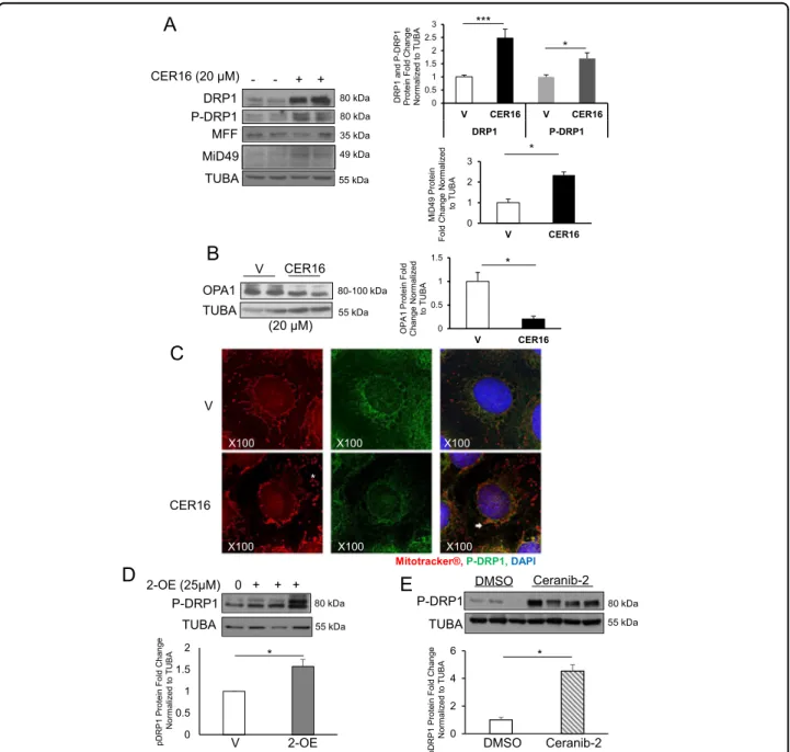 Fig. 3 CER stimulates DRP1 expression and activation while reducing OPA1 levels in JEG3 cells