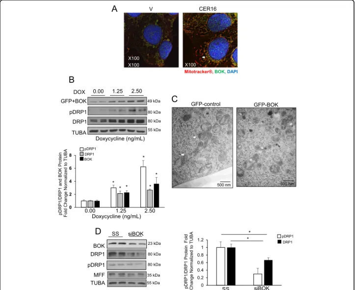 Fig. 5 CER augments BOK-induced DRP1 expression leading to mitochondrial fragmentation