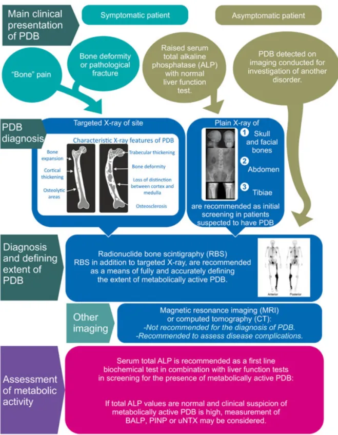 Fig. 2. Diagnosis and monitoring of Paget’s disease. ALP ¼ total alkaline phosphatase; BALP ¼ bone-speciﬁc alkaline phosphatase; PINP ¼ procollagen