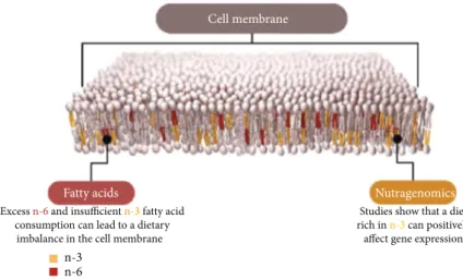 Figure 3: Incorporation of dietary n-3 and n-6 fatty acids in the cell membrane.
