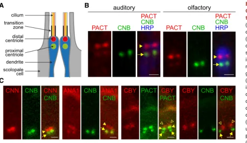 Figure 1. Axonemes Assemble from Mother Centrioles in Drosophila Olfactory and  Audi-tory Neurons