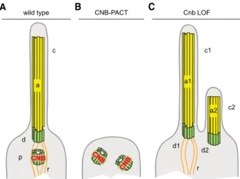 Figure 4. Graphical Summary of the Role of CNB Function in Cilium Assembly in Drosophila Type I Olfactory and Auditory Neurons