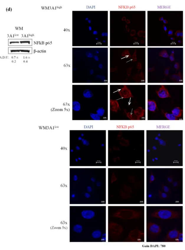 Figure 4. ALDH3A1 controls PGE-2 signaling and affects the release of cytokines important in  immune surveillance