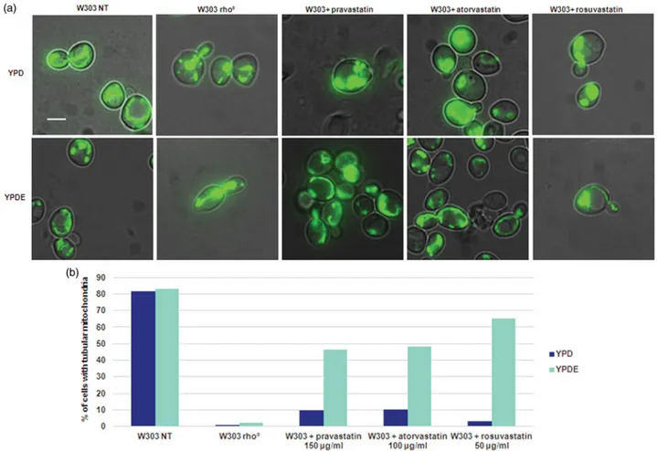 Figure 4. Statins treatments in S. cerevisiae results in an aberrant mitochondrial morphology phenotype, similar to that of rho  cells and this phenotype is suppressed by ergosterol