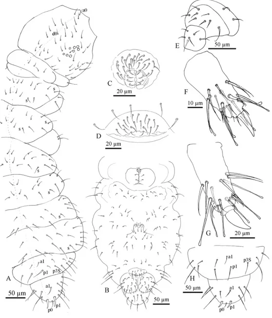 Figure  4.  Friesea  propria  sp.  nov.  (A)  Dorsal  chaetotaxy,  (B)  ventral  chaetotaxy;  (C)  male  genital 