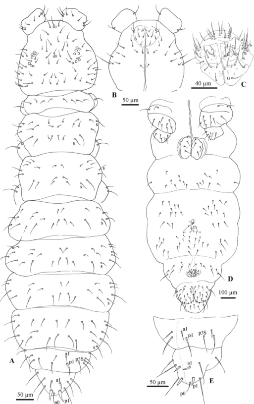 Figure  5.  Friesea  gretae  sp.  nov.  (A)  Dorsal  chaetotaxy,  (B)  ventral  chaetotaxy  of  the  head,  (C) 