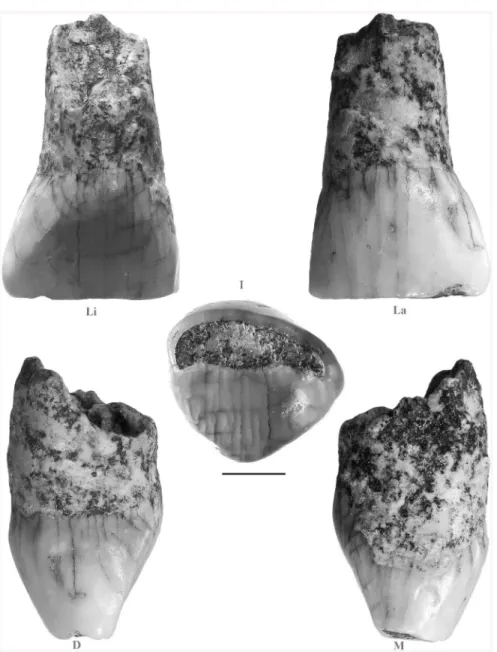 Fig 3. Isernia La Pineta deciduous incisor (IS42). Li: lingual; La: labial; I: incisal; D: distal; M: mesial
