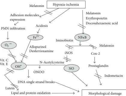 Figure 1: Oxidative stress pathways and the possible antioxidant drugs targets.