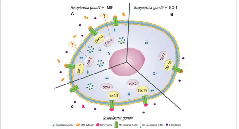 FIGURE 7  |  Proposed model showing the MIF effects in T. gondii-infected HTR8/SVneo cells