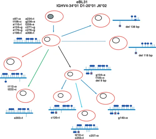 Figure 3 Evolutionary history of endemic Burkitt lymphoma (eBL) and example of clonal heterogeneity in case eBL31